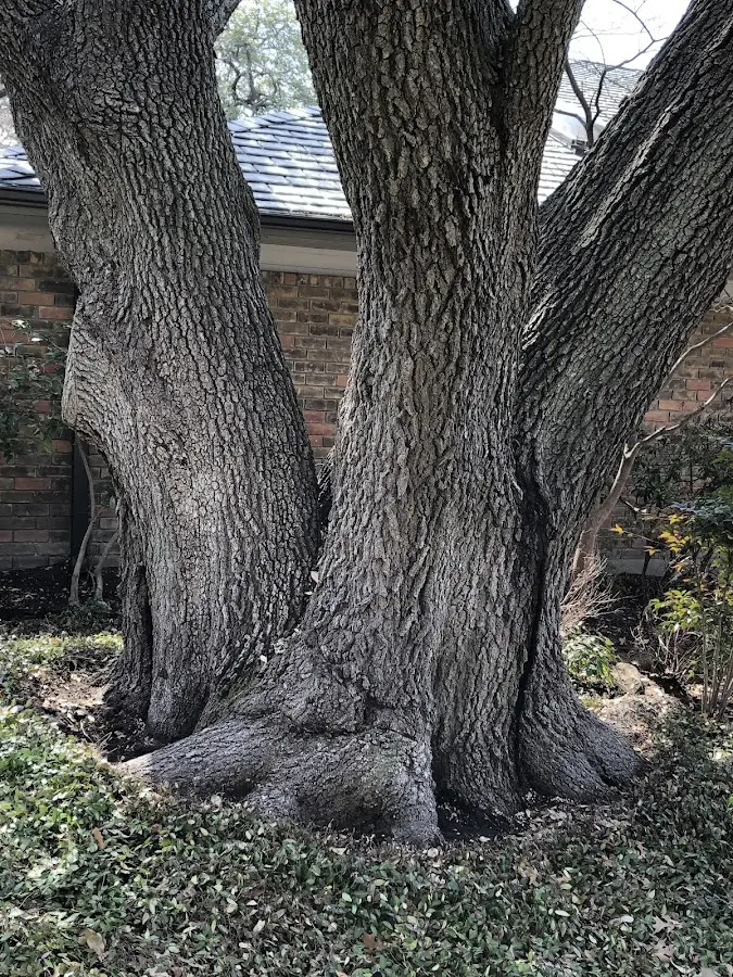Mature heritage tree close to a Telford property cared for by certified arborists